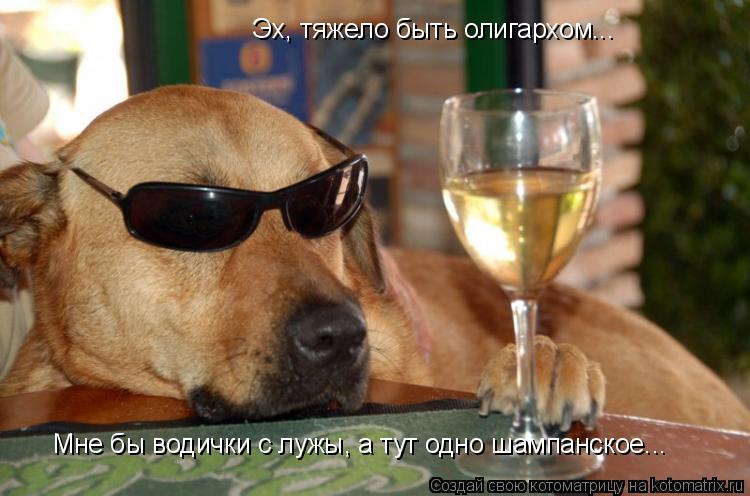 Котоматрица: Эх, тяжело быть олигархом... Мне бы водички с лужы, а тут одно шампанское...