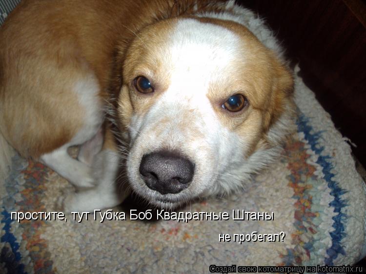 Котоматрица: простите, тут Губка Боб Квадратные Штаны не пробегал?