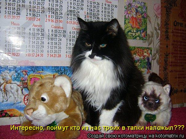 Котоматрица: Интересно, поймут кто из нас троих в тапки наложыл???