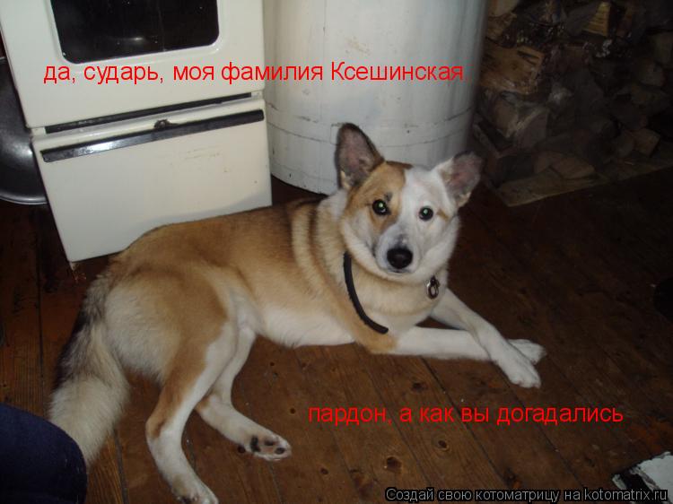 Котоматрица: да, сударь, моя фамилия Ксешинская. пардон, а как вы догадались