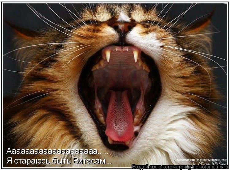Котоматрица: Аааааааааааааааааааа..... Я стараюсь быть Витасам...