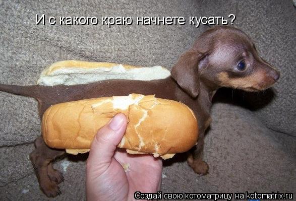 Котоматрица: И с какого краю начнете кусать?