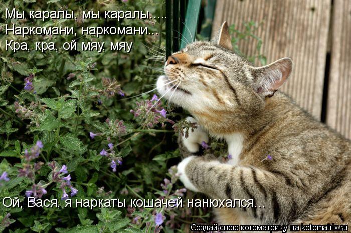 Котоматрица: Мы каралы, мы каралы..... Наркомани, наркомани... Кра, кра, ой мяу, мяу Ой, Вася, я наркаты кошачей нанюхался...