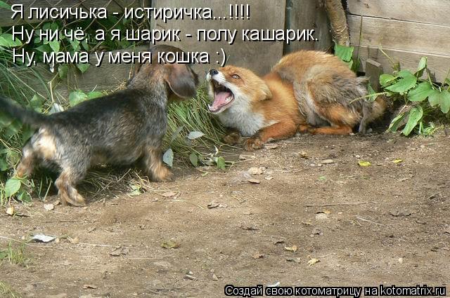 Котоматрица: Я лисичька - истиричка...!!!! Ну ни чё, а я шарик - полу кашарик. Ну, мама у меня кошка :)