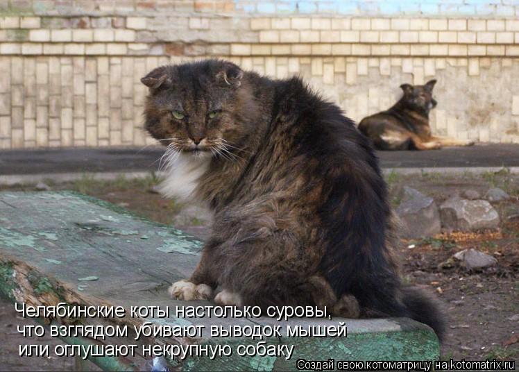 Котоматрица: Челябинские коты настолько суровы, что взглядом убивают выводок мышей или оглушают некрупную собаку