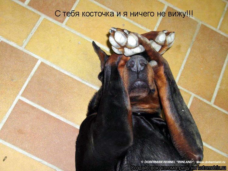 С тебя косточка и я ничего не вижу!!!... Котоматрица: С тебя косточка и я ничего не вижу!!!