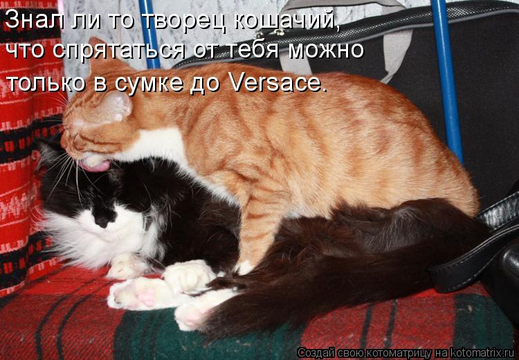 Котоматрица: Знал ли то творец кошачий, что спрятаться от тебя можно  только в сумке до Versace.