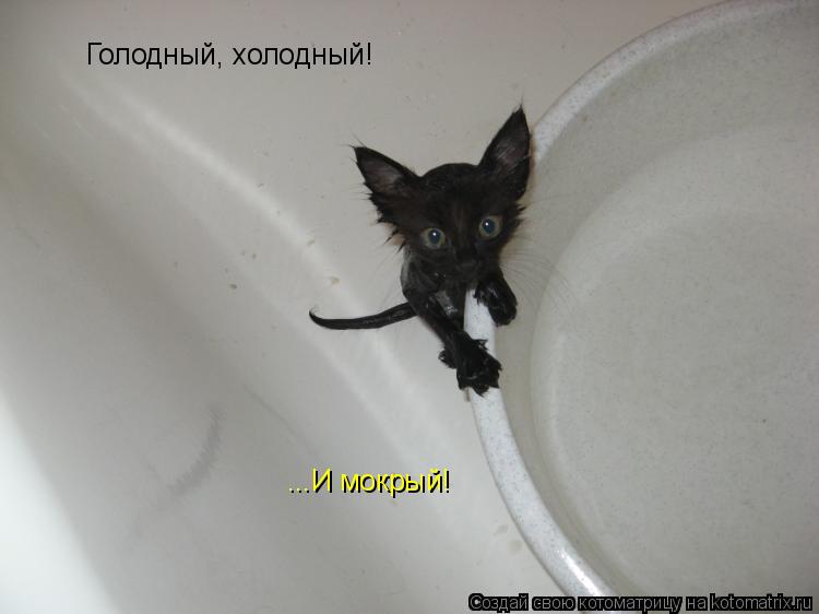 Котоматрица: Голодный, холодный! ...И мокрый!