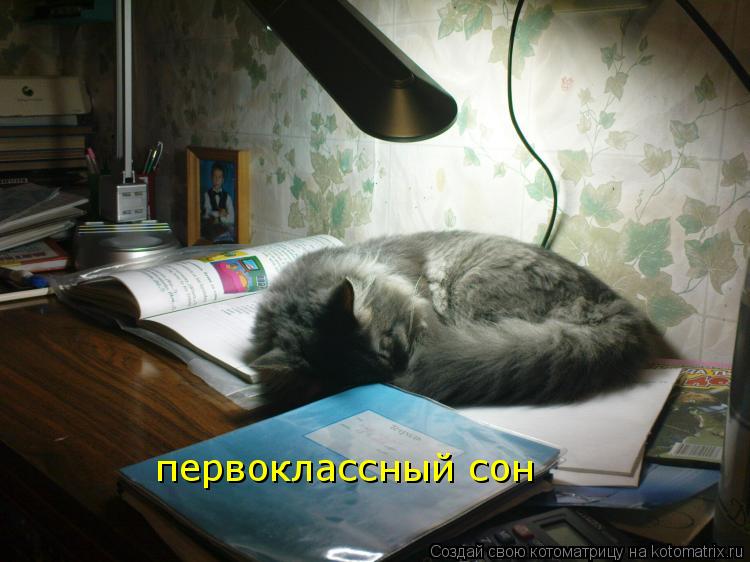 Котоматрица: первоклассный сон