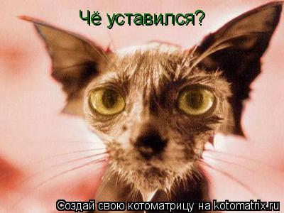 Котоматрица: Чё уставился?