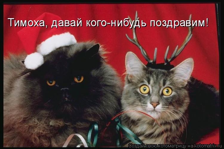 Котоматрица: Тимоха, давай кого-нибудь поздравим!