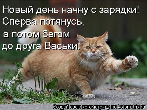 Котоматрица: Новый день начну с зарядки! Сперва потянусь, а потом бегом  до друга Васьки.
