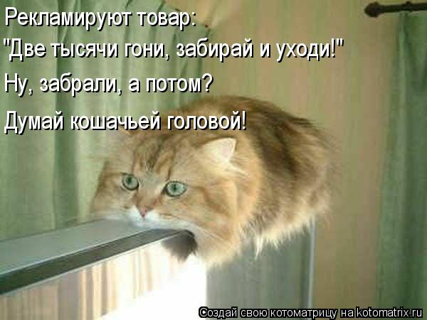Котоматрица: Рекламируют товар: "Две тысячи гони, забирай и уходи!" Ну, забрали, а потом? Думай кошачьей головой!