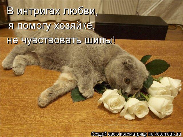 Котоматрица: В интригах любви, я помогу хозяйке, не чувствовать шипы!