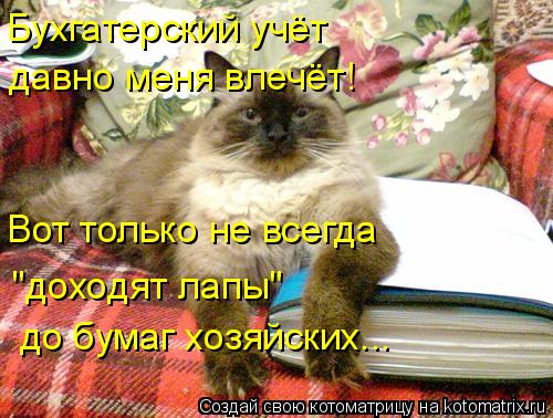 Котоматрица: Бухгатерский учёт давно меня влечёт! Вот только не всегда  "доходят лапы"  до бумаг хозяйских...