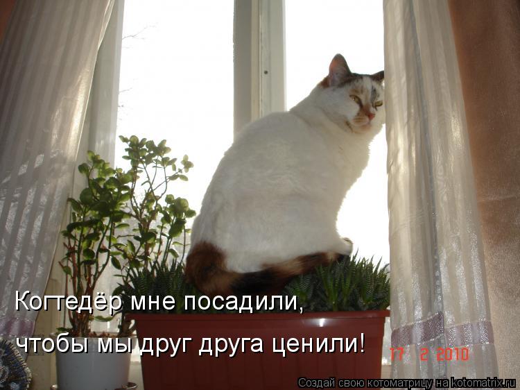 Котоматрица: Когтедёр мне посадили, чтобы мы друг друга ценили!