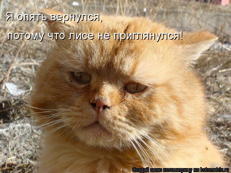 Котоматрица: Я опять вернулся, потому что лисе не приглянулся!