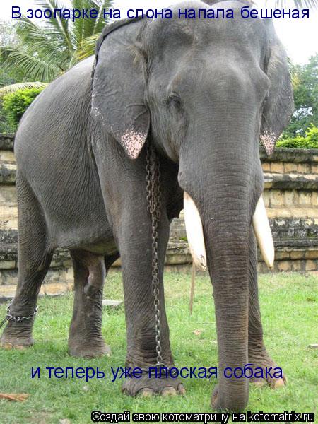Котоматрица: В зоопарке на слона напала бешеная и теперь уже плоская собака