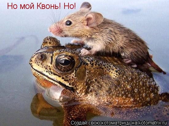 Котоматрица: Но мой Квонь! Но!