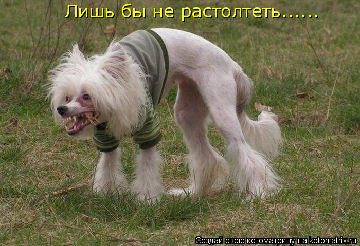 Котоматрица: Лишь бы не растолтеть......