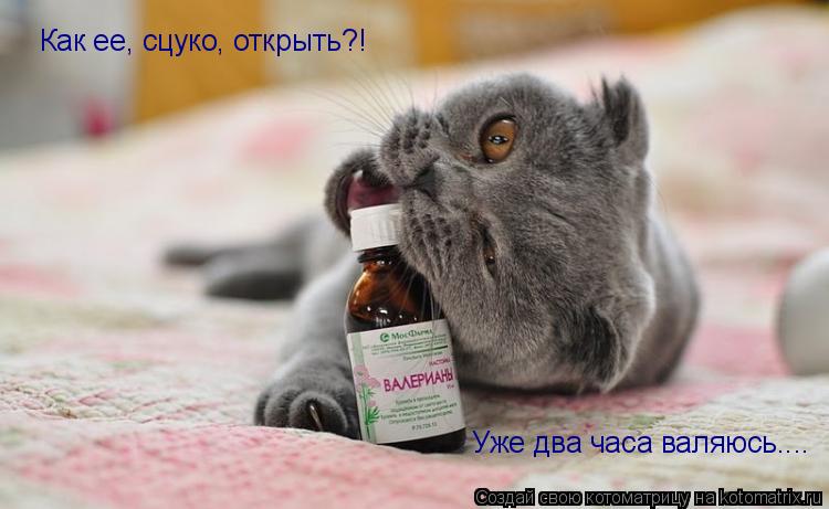 Котоматрица: Как ее, сцуко, открыть?! Уже два часа валяюсь....