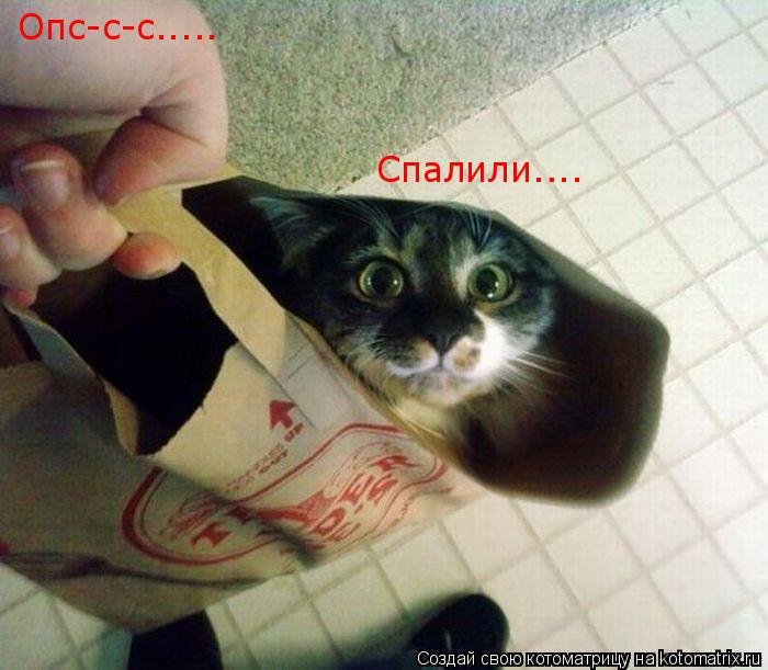 Котоматрица: Опс-с-с..... Спалили....