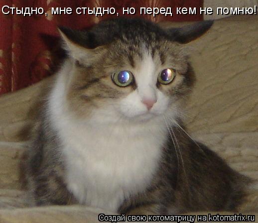 Котоматрица: Стыдно, мне стыдно, но перед кем не помню!!