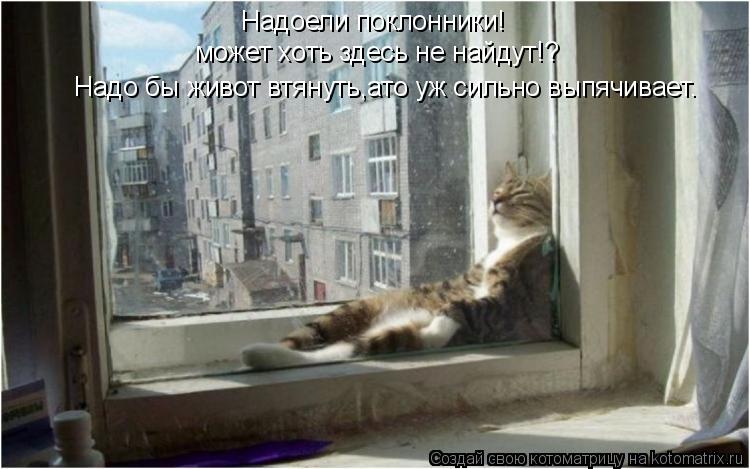 Котоматрица: Надоели поклонники! может хоть здесь не найдут!? Надо бы живот втянуть,ато уж сильно выпячивает.