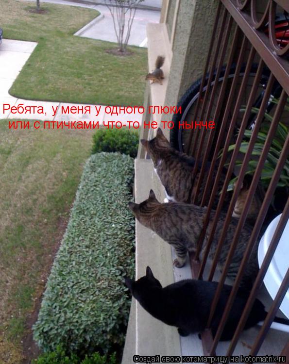 Котоматрица: Ребята, у меня у одного глюки или с птичками что-то не то нынче