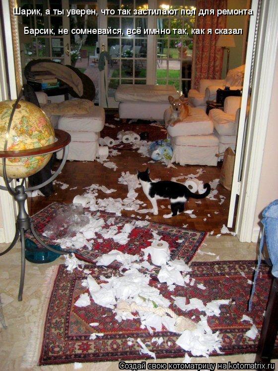 Котоматрица: Шарик, а ты уверен, что так застилают пол для ремонта Барсик, не сомневайся, всё имнно так, как я сказал