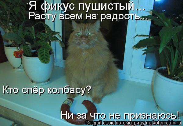 Котоматрица: Я фикус пушистый...  Расту всем на радость... Кто спёр колбасу? Ни за что не признаюсь!