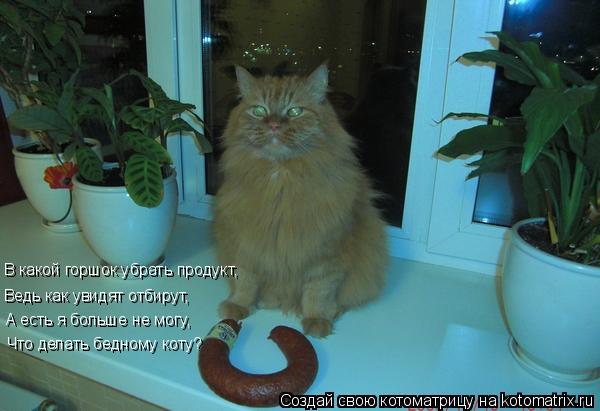 Котоматрица: В какой горшок убрать продукт, Ведь как увидят отбирут, А есть я больше не могу, Что делать бедному коту?