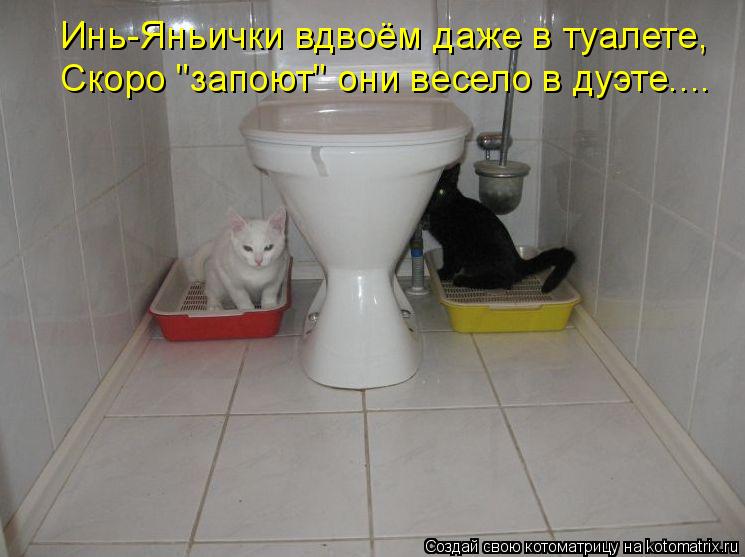 Котоматрица: Инь-Яньички вдвоём даже в туалете, Скоро "запоют" они весело в дуэте....