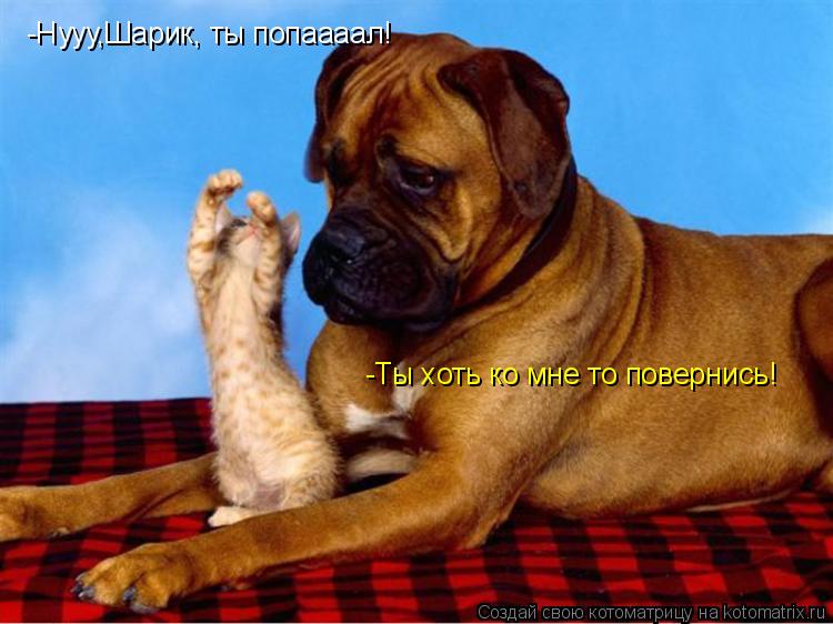 -Нууу,Шарик, ты попаааал! -Ты хоть ко мне то повернись!... Котоматрица: -Нууу,Шарик, ты попаааал! -Ты хоть ко мне то повернись!