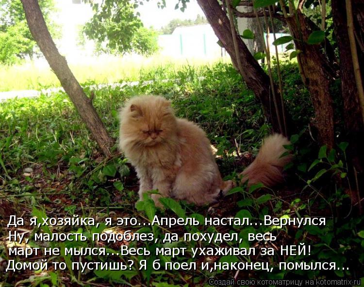 Котоматрица: Да я,хозяйка, я это...Апрель настал...Вернулся Ну, малость подоблез, да похудел, весь  март не мылся...Весь март ухаживал за НЕЙ! Домой то пустиш