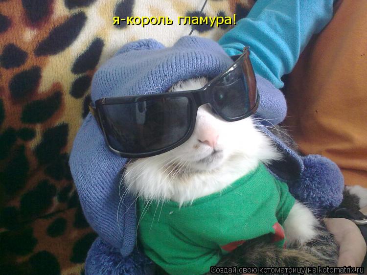 Котоматрица: я-король гламура!