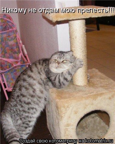 Котоматрица: Никому не отдам мою прелесть!!!