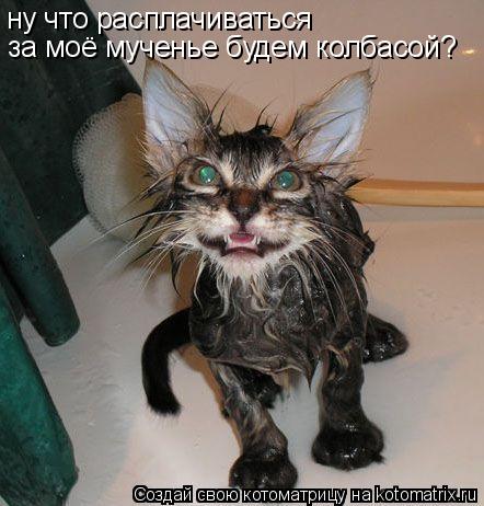 Котоматрица: ну что расплачиваться за моё мученье ну что расплачиваться  за моё мученье будем колбасой?