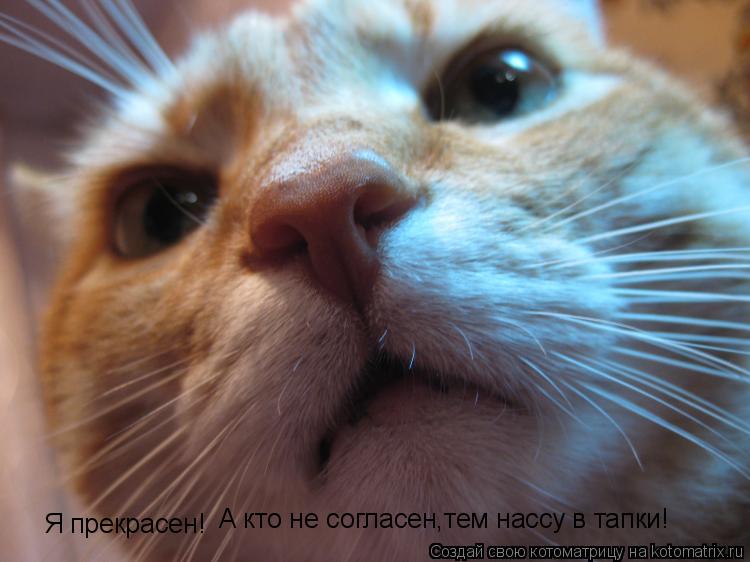 Котоматрица: Я прекрасен! А кто не согласен,тем нассу в тапки!