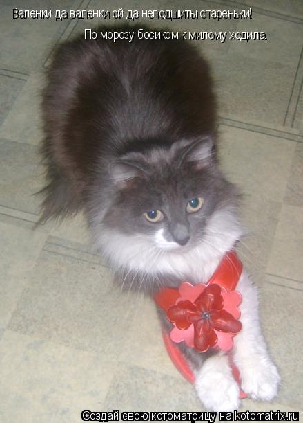 Котоматрица: Валенки да валенки ой да неподшиты стареньки! По морозу босиком к милому ходила.