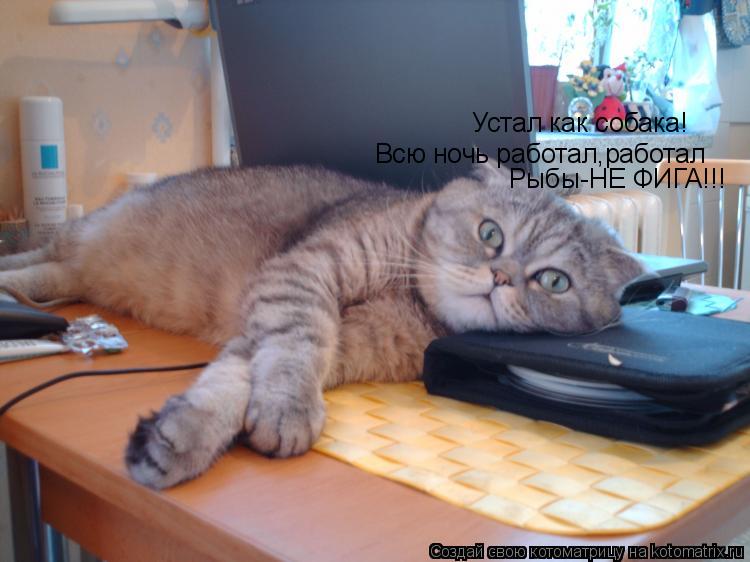 Котоматрица: Устал как собака! Всю ночь работал,работал Рыбы-НЕ ФИГА!!!