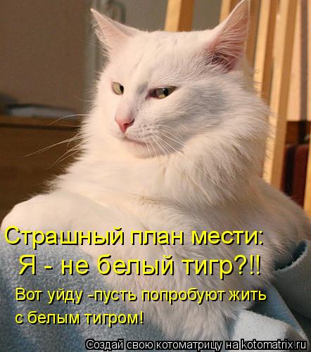 Котоматрица: Я - не белый тигр?!! Вот уйду -пусть попробуют жить с белым тигром! Страшный план мести: