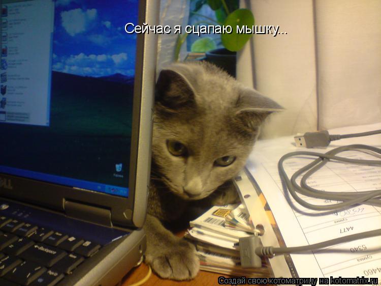 Котоматрица: Сейчас я сцапаю мышку...