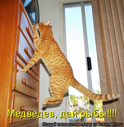 Котоматрица: Медведев, дай рыбы!!!!
