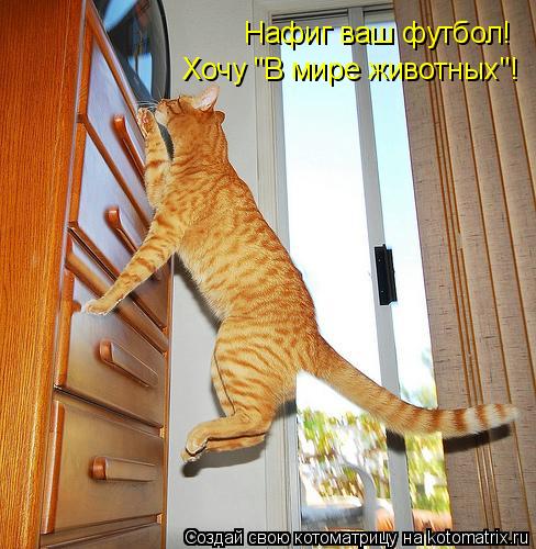 Котоматрица: Нафиг ваш футбол! Хочу "В мире животных"!