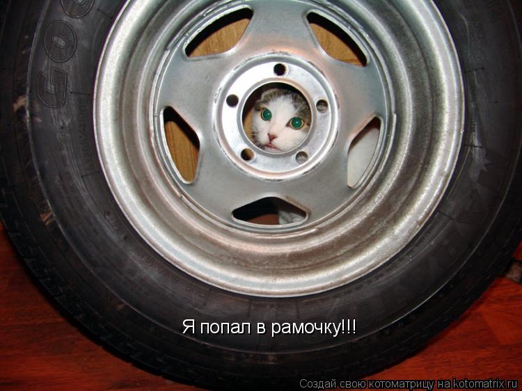Котоматрица: Я попал в рамочку!!!