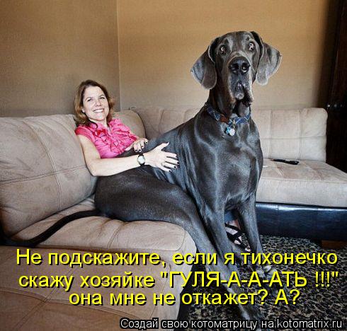 она мне не откажет? А? скажу хозяйке "ГУЛЯ-А-А-АТЬ !!!" Не подскажите, если я тихонечко... Котоматрица: она мне не откажет? А? скажу хозяйке "ГУЛЯ-А-А-АТЬ !!!" Не подскажите, если я тихонечко