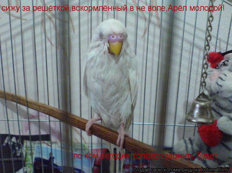 Котоматрица: сижу за решёткой,вскормлённый в не воле,Арёл молодой! по ком сегодня колокол звонить будет