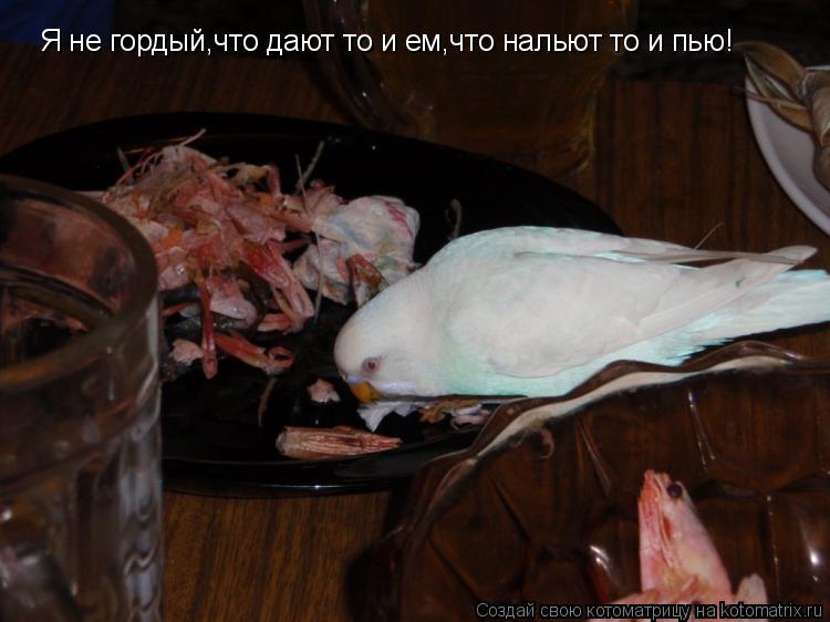 Котоматрица: Я не гордый,что дают то и ем,что нальют то и пью!