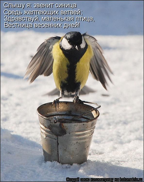 Котоматрица: Слышу я: звенит синица  Средь желтеющих ветвей;  Здравствуй, маленькая птица,  Вестница весенних дней!